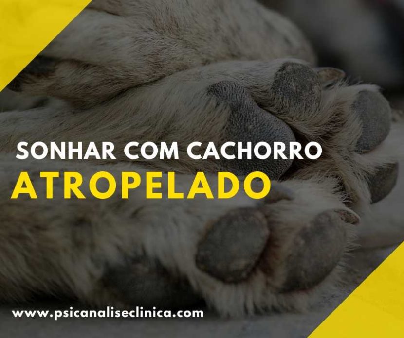 sonhar com cachorro atropelado