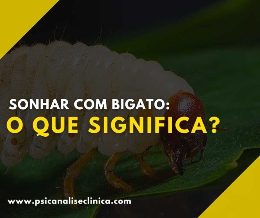 significado de sonhar com bigato