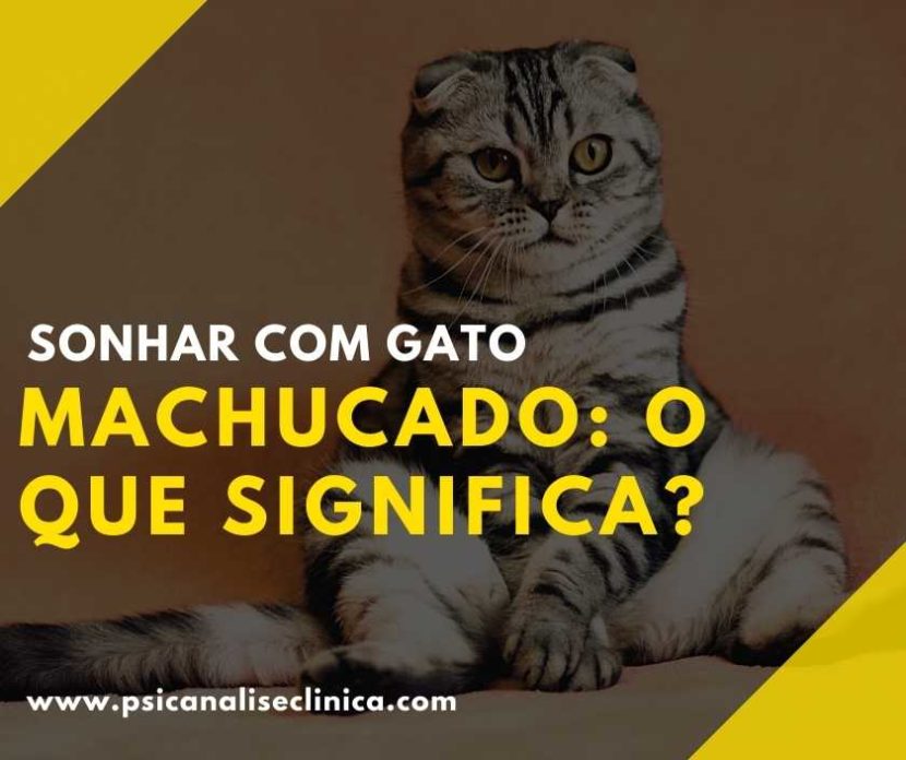 Sonhar com gato machucado