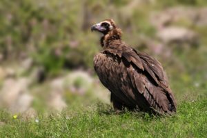 O abutro é sinônimo de morte e luto. (Imagem: Internet)
