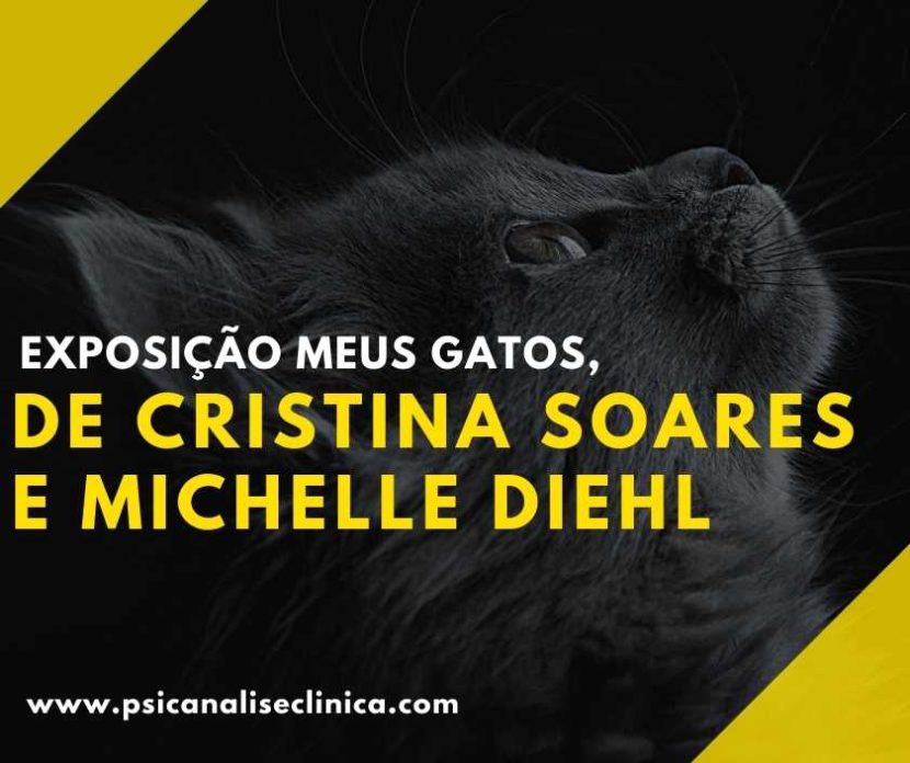 Meus Gatos exposição