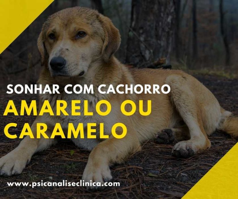 sonhar com cão amarelo