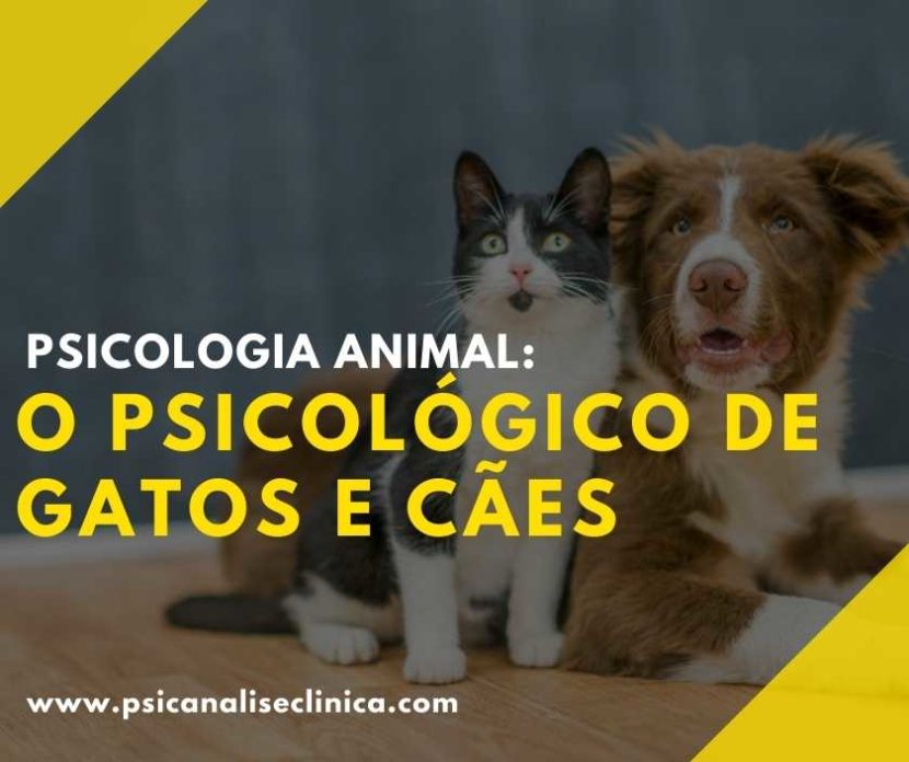 gato psicólogo