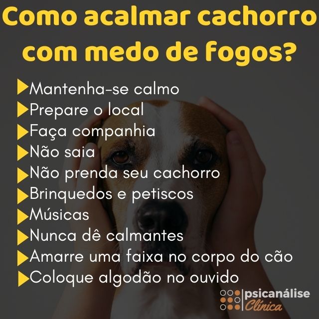 Cachorro com medo de fogos dicas