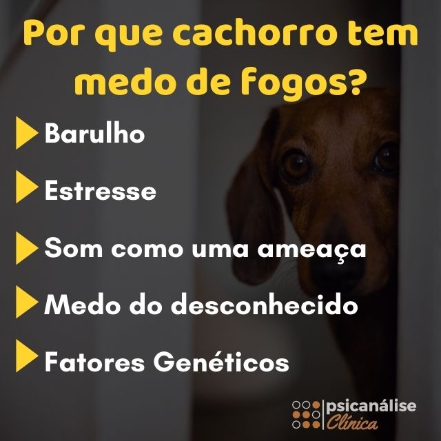 Cachorro com medo de fogos motivos