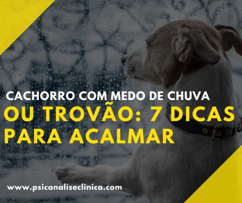 cachorro com medo de trovão