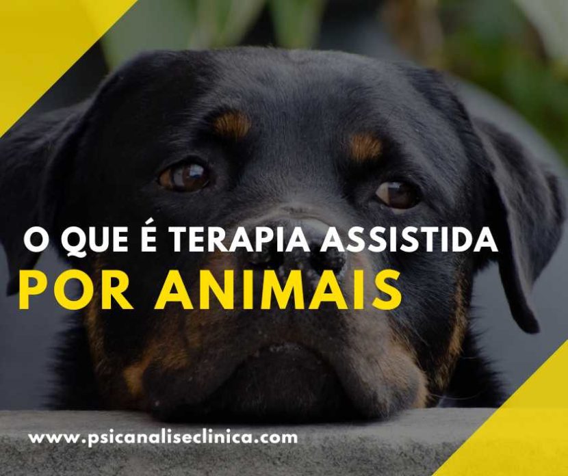 Terapia Assistida por Animais