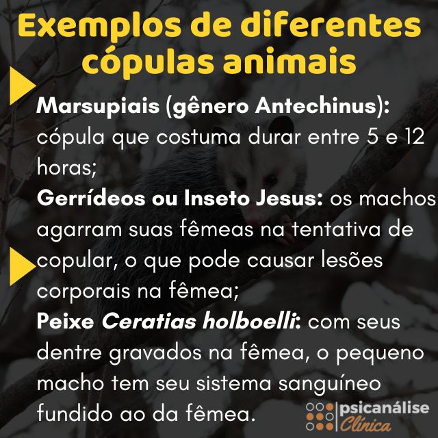 Cópula exemplos